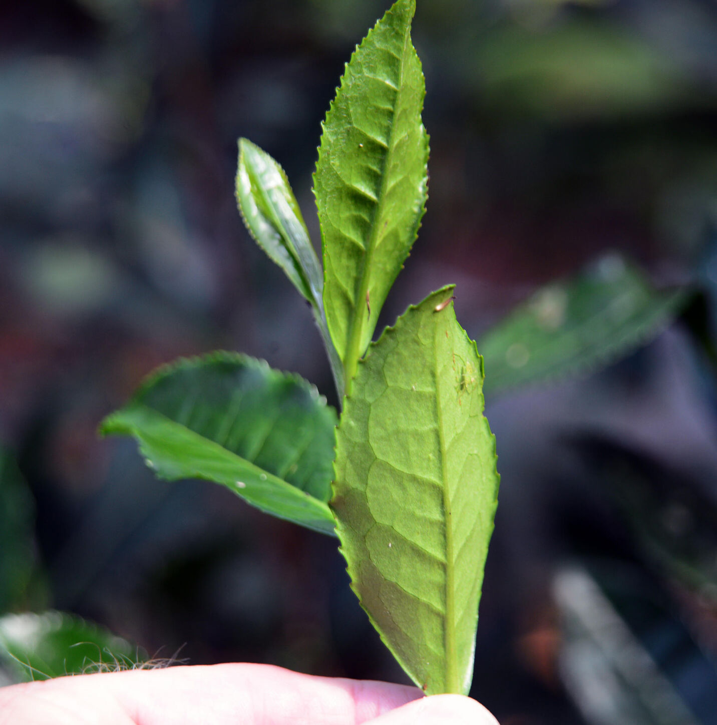 Common tea plant leaves
